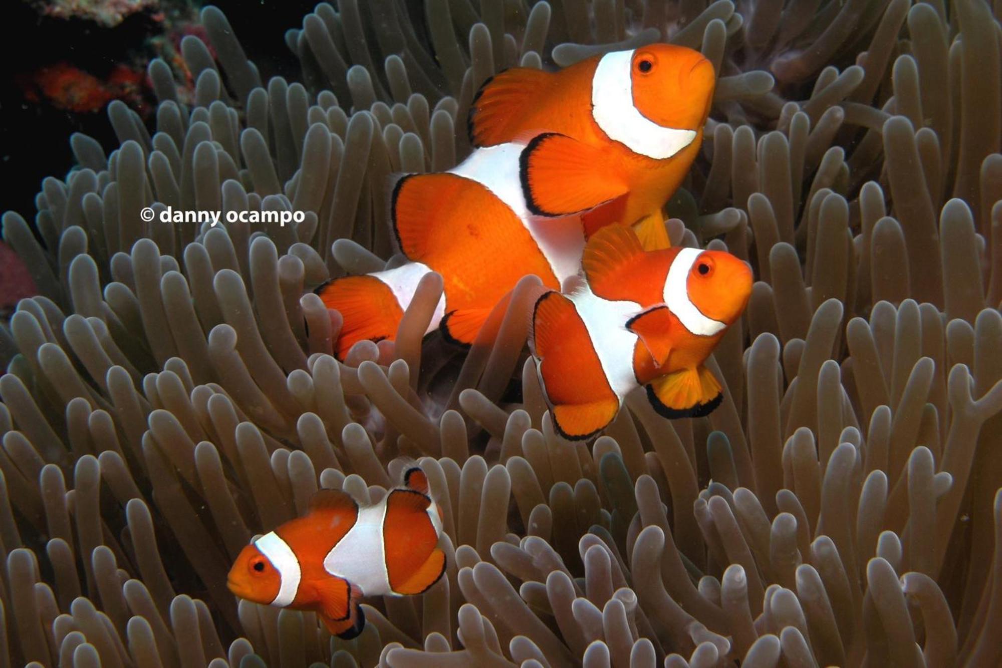 Liberty'S Lodge And Diving - Apo Island Dumaguete City Buitenkant foto