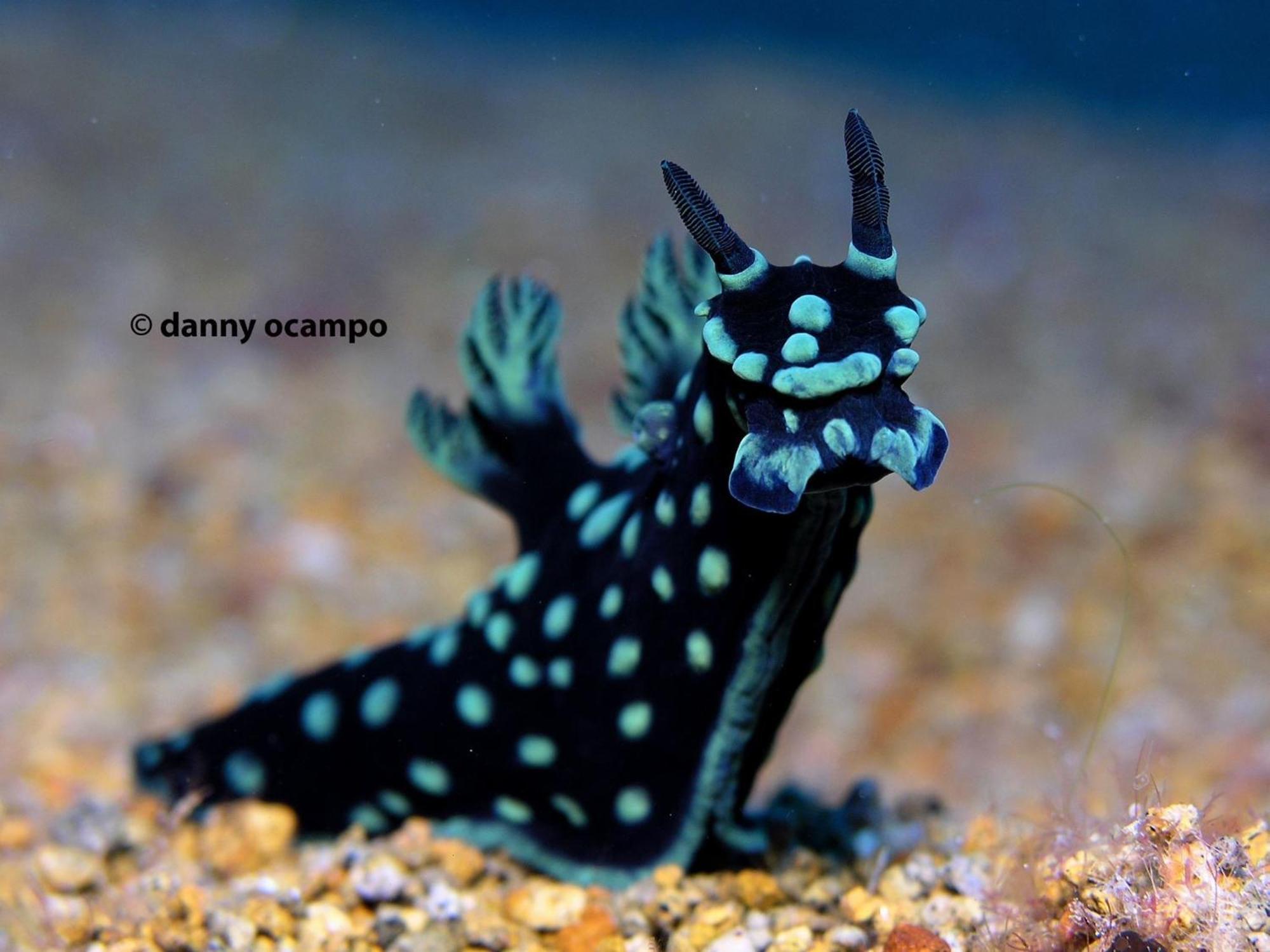 Liberty'S Lodge And Diving - Apo Island Dumaguete City Buitenkant foto