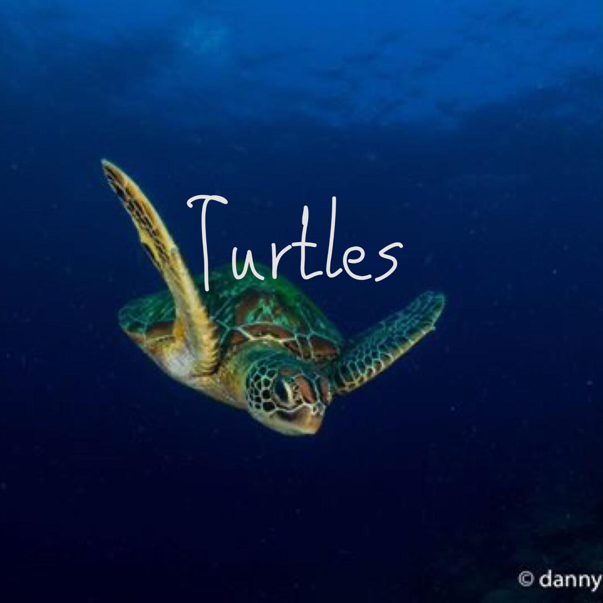 Liberty'S Lodge And Diving - Apo Island Dumaguete City Buitenkant foto