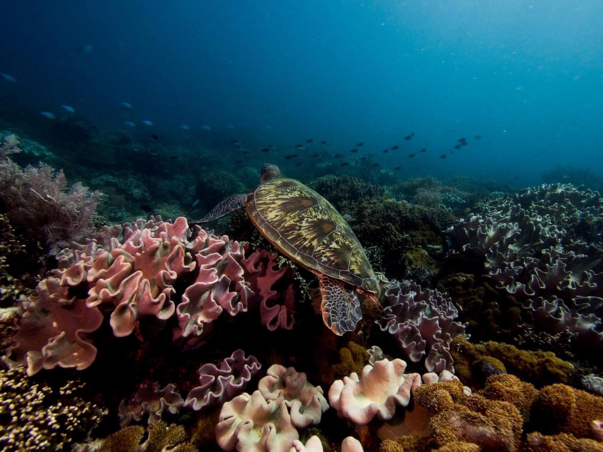 Liberty'S Lodge And Diving - Apo Island Dumaguete City Buitenkant foto